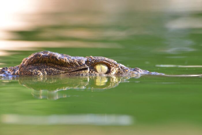 Crocoparc Tour from Agadir: Discover the World of Crocodiles - Image 6