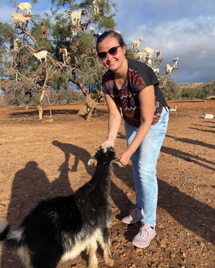 Goats on the tree trip from Agadir​ - Image 3