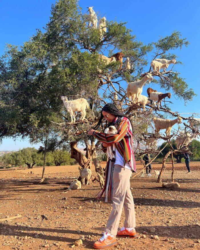 Goats on the tree trip from Agadir​ - Image 7