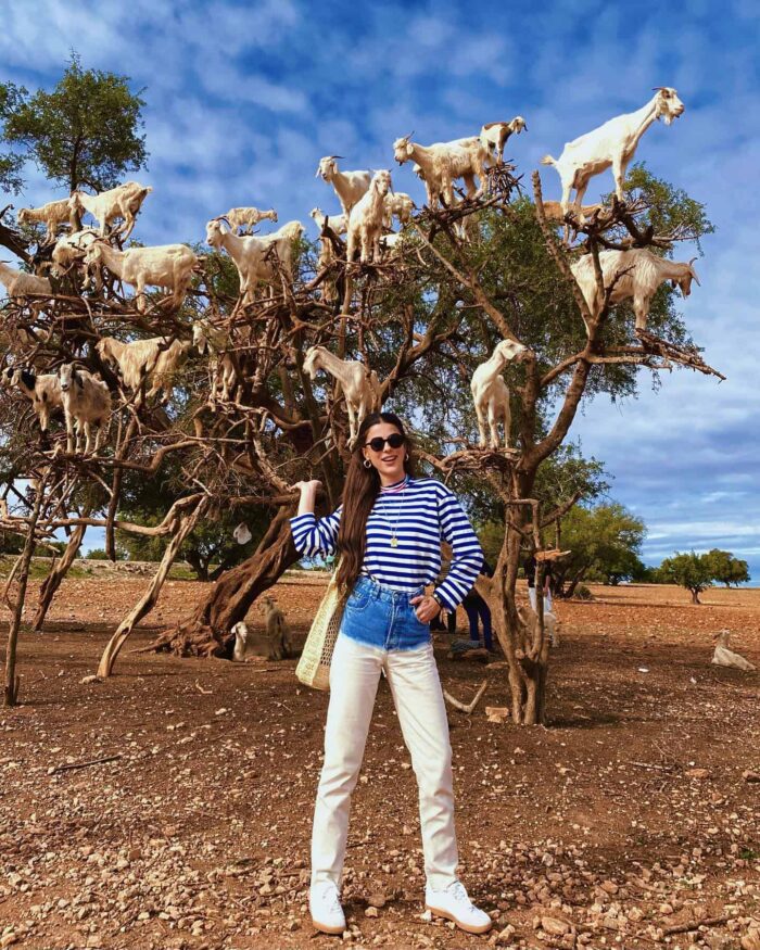 Goats on the tree trip from Agadir​ - Image 2