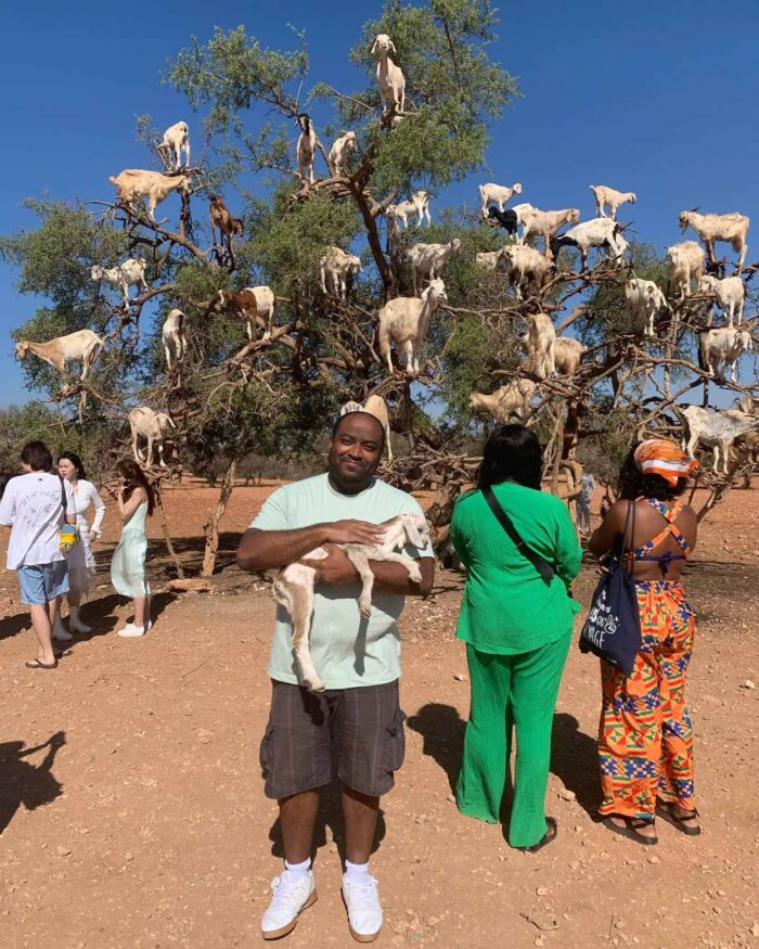 Goats on the tree trip from Agadir​