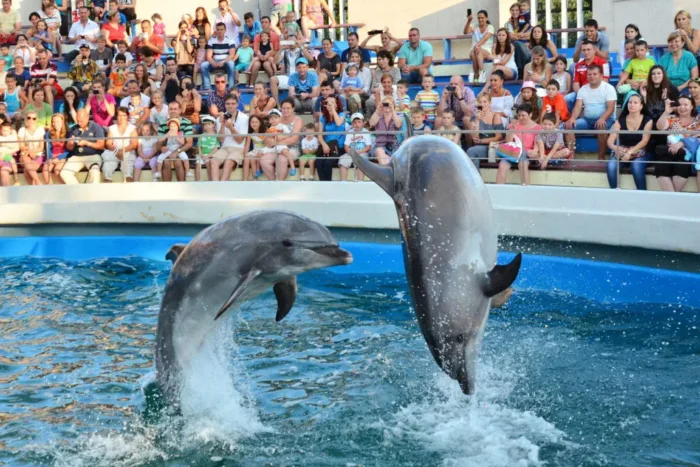 Dolphin World Tour from Agadir: A Marine Adventure for All Ages - Image 6