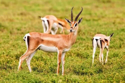 Souss Massa National Park tour from Agadir​
