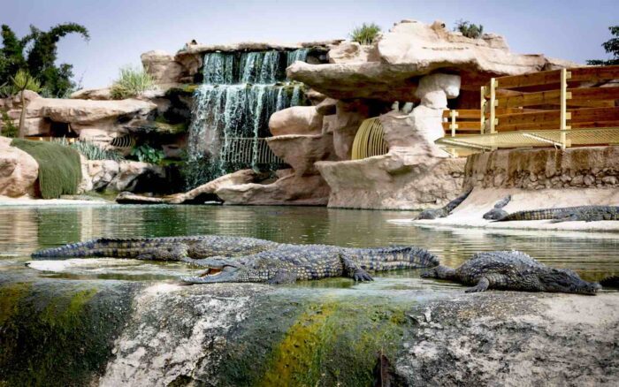 Crocoparc Tour from Agadir: Discover the World of Crocodiles - Image 5