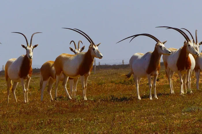 Souss Massa National Park tour from Agadir​ - Image 6