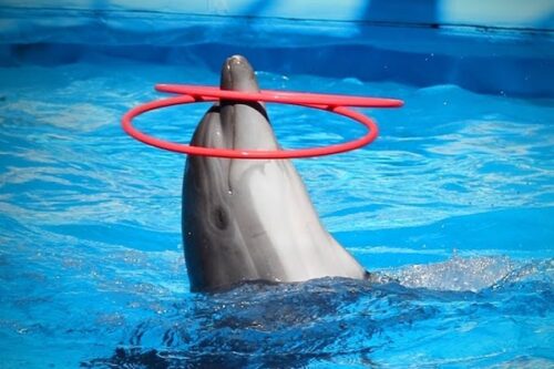 Dolphin World Tour from Taghazout: Dive into the World of Dolphins