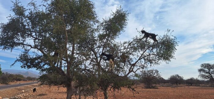 Taroudant & Tiout day tour from Agadir​ - Image 11