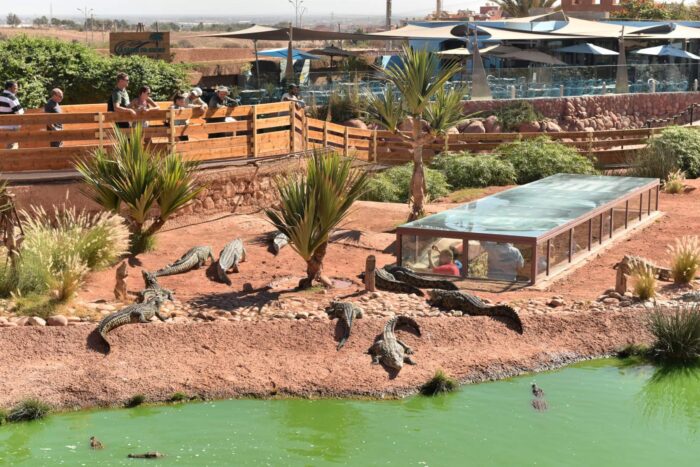 Crocoparc Tour from Agadir: Discover the World of Crocodiles - Image 4