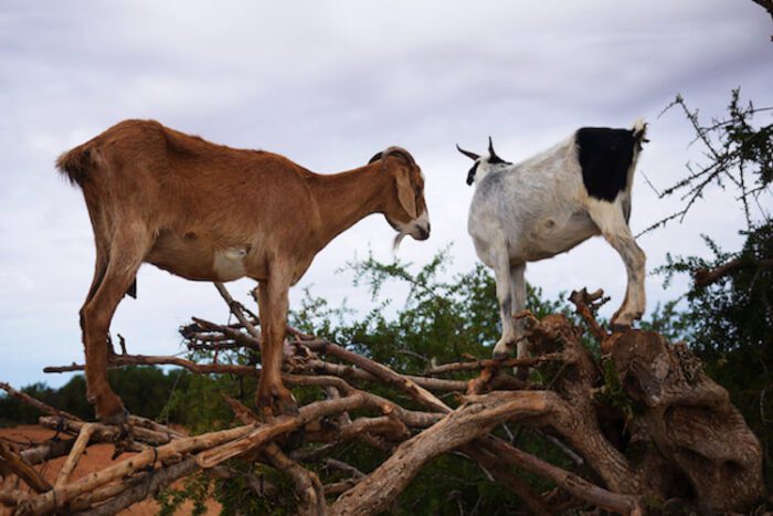 Goats on the tree trip from Agadir​ - Image 8