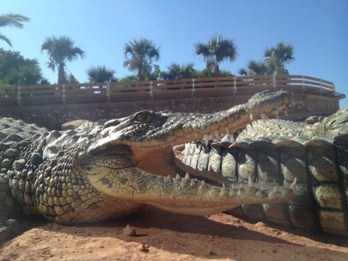 Crocoparc Tour from Agadir: Discover the World of Crocodiles - Image 3