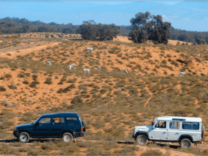 Souss Massa National Park tour from Agadir​ - Image 5