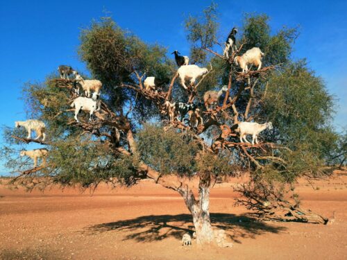 Taroudant & Tiout day tour from Agadir​