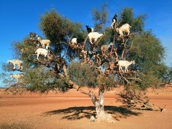 Taroudant & Tiout day tour from Agadir​